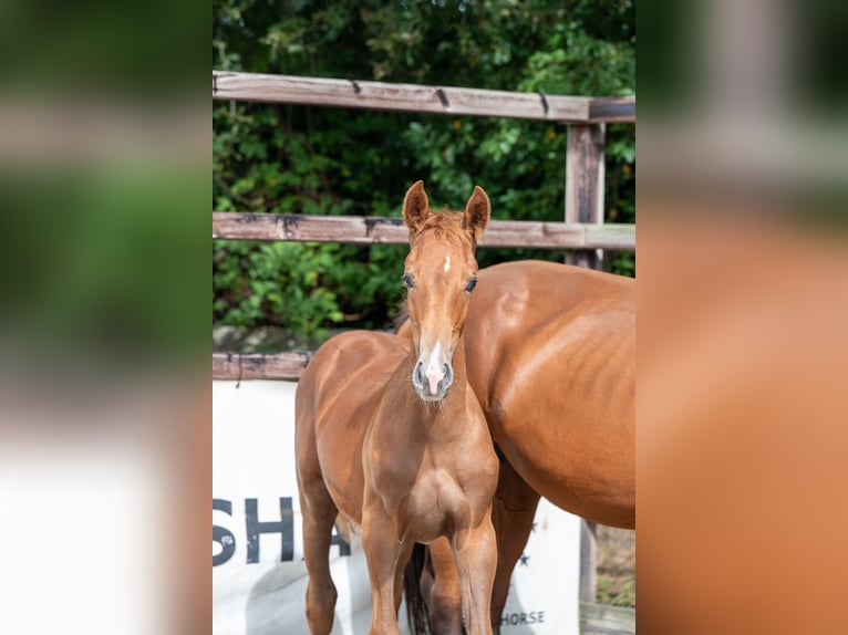 Zangersheide Hengst veulen (01/2024) Vos in GROTE-BROGEL