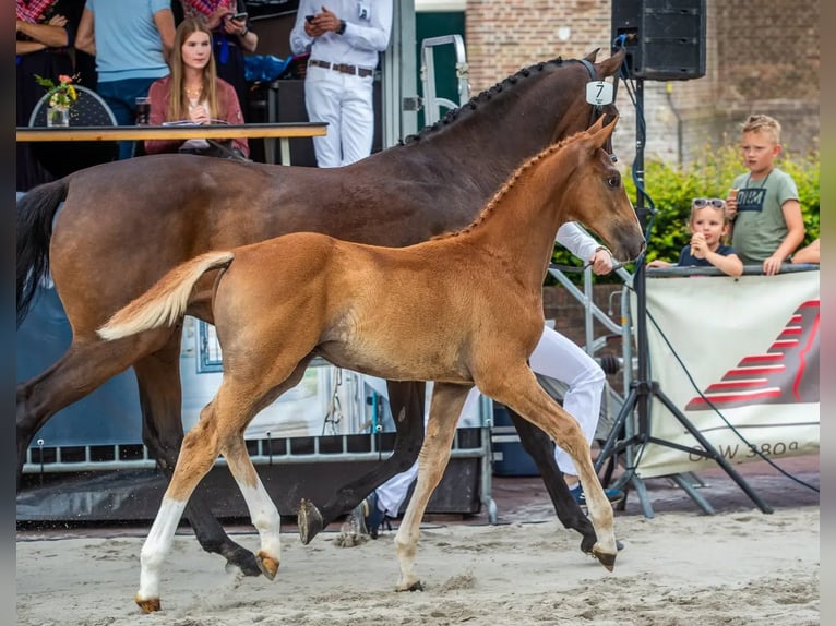 Zangersheide Hengst Veulen (04/2026) Vos in Rouveen