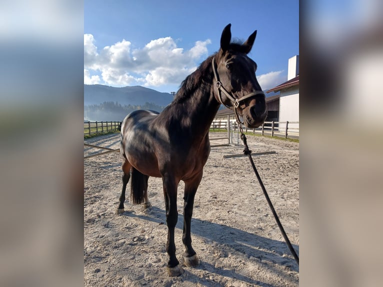 Zangersheide Klacz 10 lat 170 cm Ciemnogniada in Rečica ob Savinji