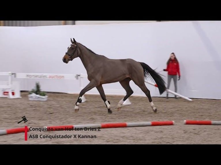 Zangersheide Klacz 10 lat 170 cm Ciemnogniada in knesselare