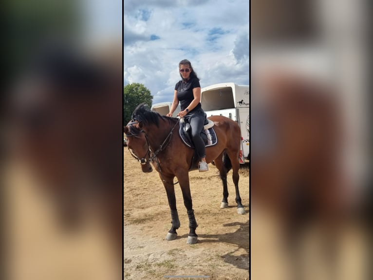 Zangersheide Klacz 10 lat 170 cm Gniada in &#1055;&#1083;&#1077;&#1074;&#1077;&#1085; / Pleven