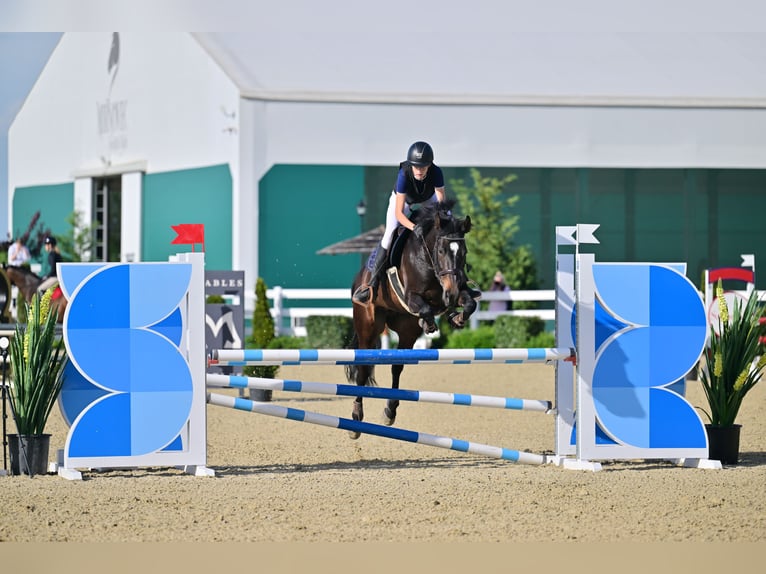 Zangersheide Klacz 10 lat Ciemnogniada in Strmec