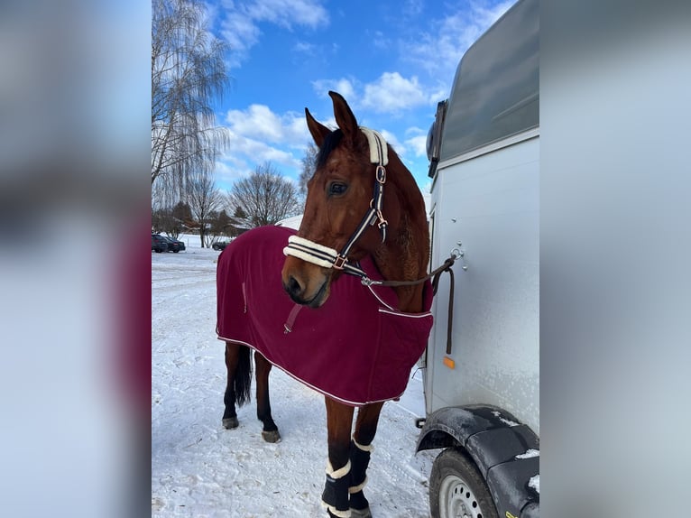 Zangersheide Klacz 11 lat 160 cm  in Holzkirchen