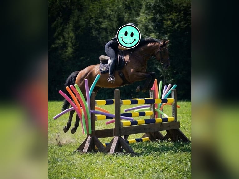 Zangersheide Klacz 11 lat 160 cm  in Holzkirchen