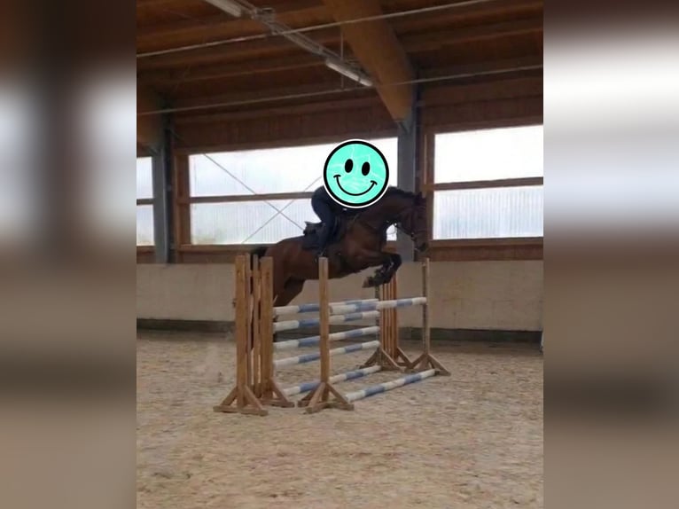 Zangersheide Klacz 11 lat 160 cm  in Holzkirchen