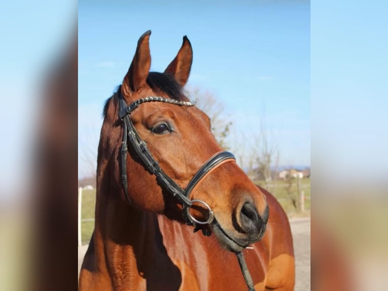 Zangersheide Klacz 11 lat 161 cm Gniada in Holzkirchen