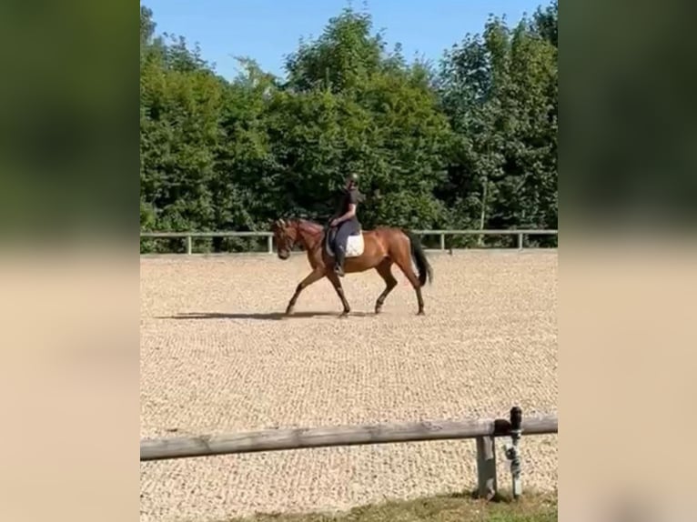 Zangersheide Klacz 11 lat 161 cm  in Sauerlach