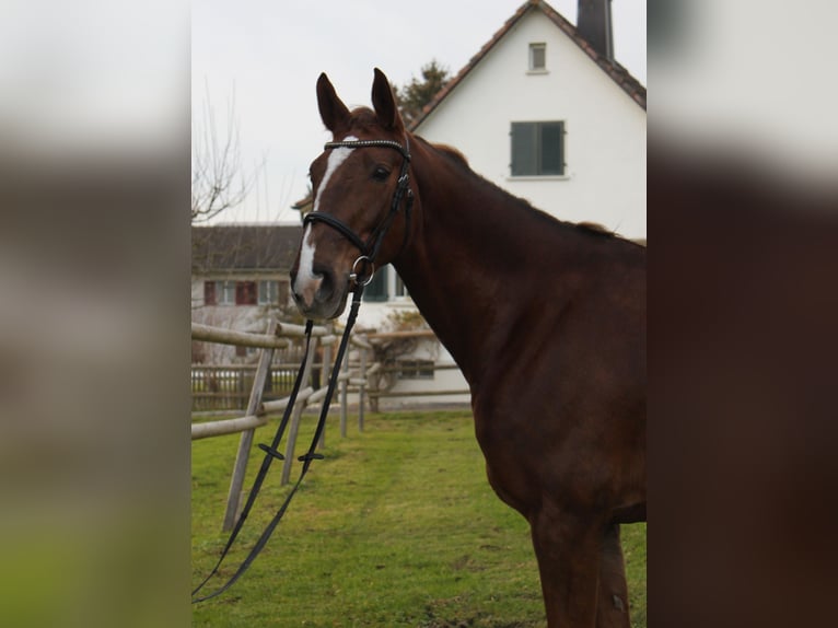 Zangersheide Klacz 11 lat 165 cm Kasztanowata in Wettingen