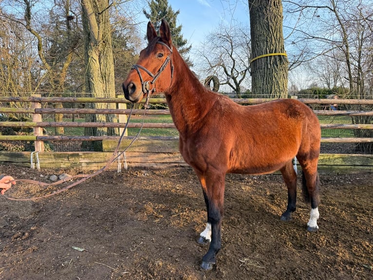 Zangersheide Klacz 12 lat 167 cm Gniada in Wijchmaal