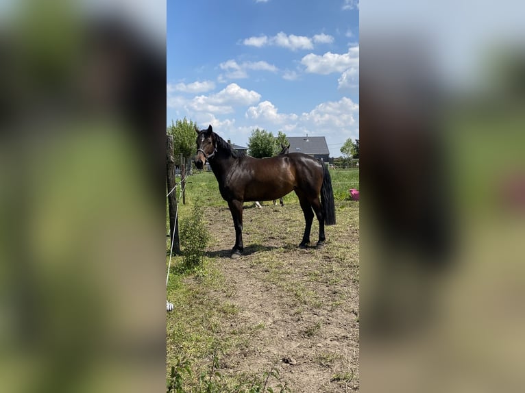 Zangersheide Klacz 12 lat 168 cm Ciemnogniada in Laarne
