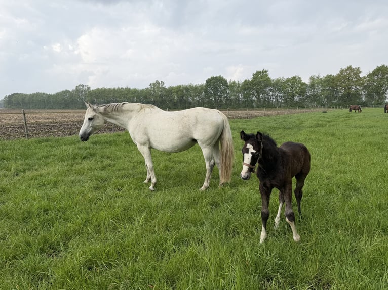 Zangersheide Klacz 12 lat 168 cm Siwa in Meppen