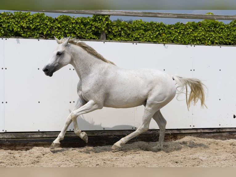 Zangersheide Klacz 13 lat 162 cm Siwa in Waddinxveen