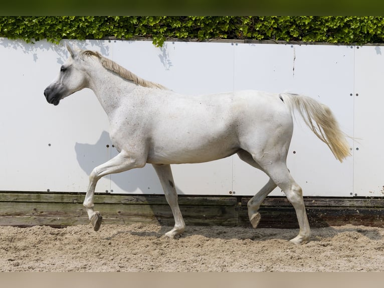 Zangersheide Klacz 13 lat 162 cm Siwa in Waddinxveen