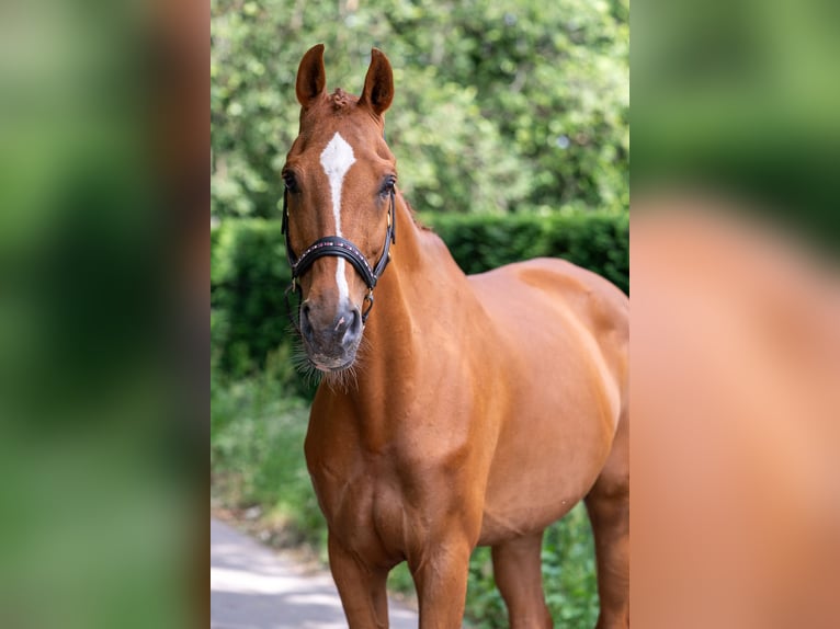Zangersheide Klacz 13 lat 164 cm Kasztanowata in Nettetal