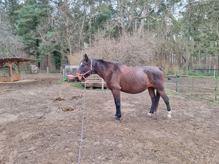 Zangersheide Klacz 13 lat 164 cm in Neubukow