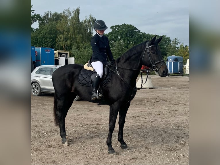 Zangersheide Klacz 14 lat 170 cm Ciemnogniada in Tølløse