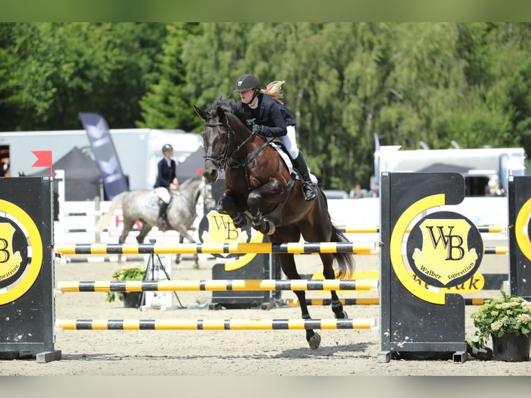 Zangersheide Klacz 14 lat 170 cm Ciemnogniada in Tølløse