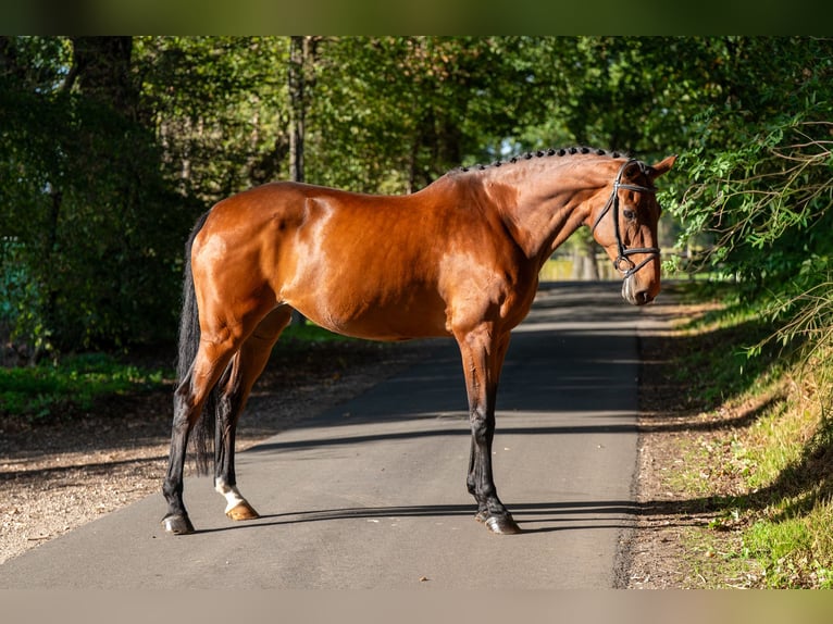 Zangersheide Klacz 14 lat 173 cm Gniada in Kaulille
