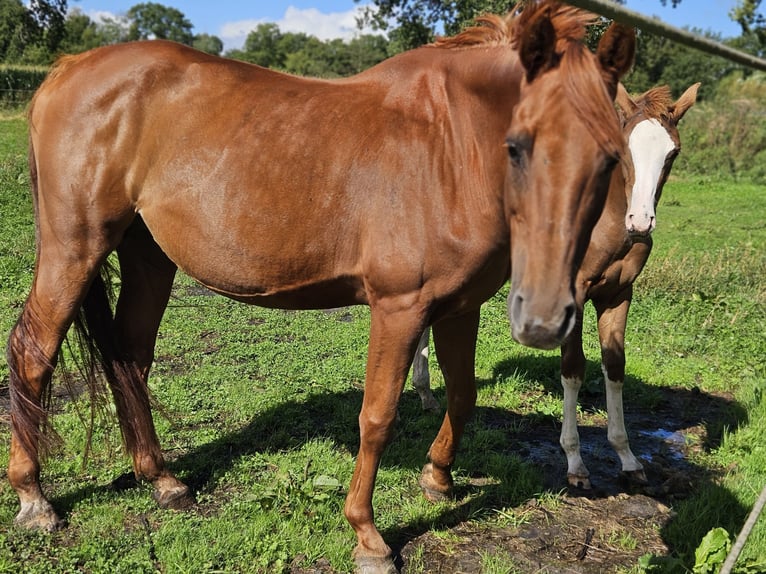 Zangersheide Klacz 15 lat 168 cm Kasztanowata in Putte