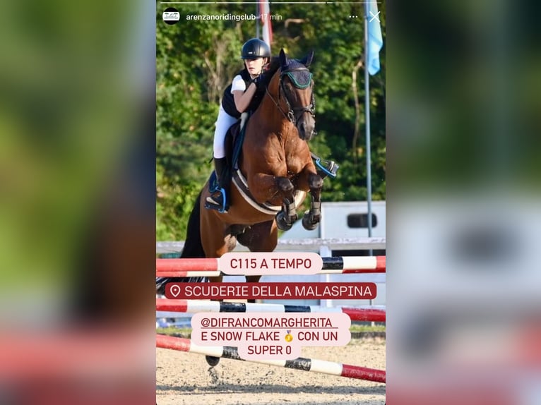 Zangersheide Klacz 16 lat 163 cm Gniada in Pineta Di Arenzano