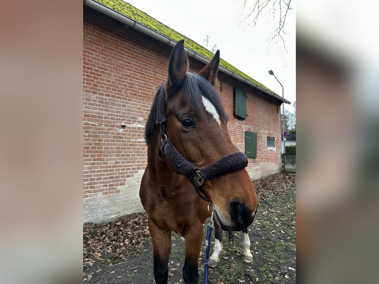 Zangersheide Klacz 16 lat 173 cm Gniada in Küsten
