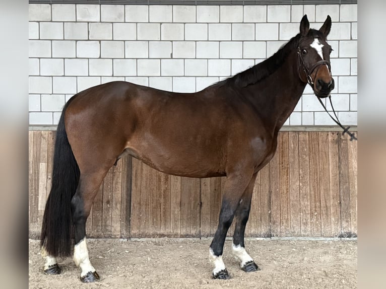 Zangersheide Klacz 17 lat 162 cm Gniada in Oud Gastel