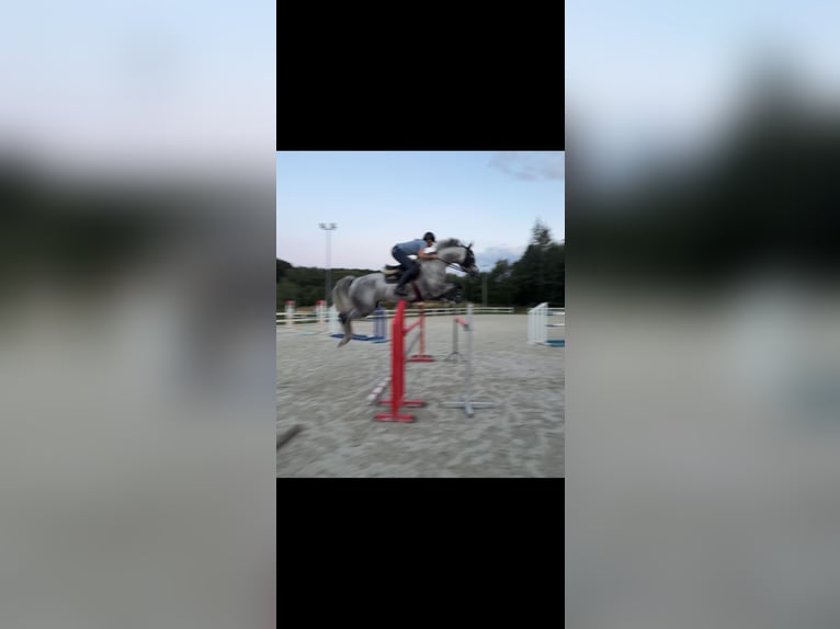 Zangersheide Klacz 17 lat 167 cm Siwa in Wodzisław Śląski