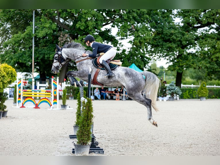 Zangersheide Klacz 17 lat 167 cm Siwa in Wodzisław Śląski