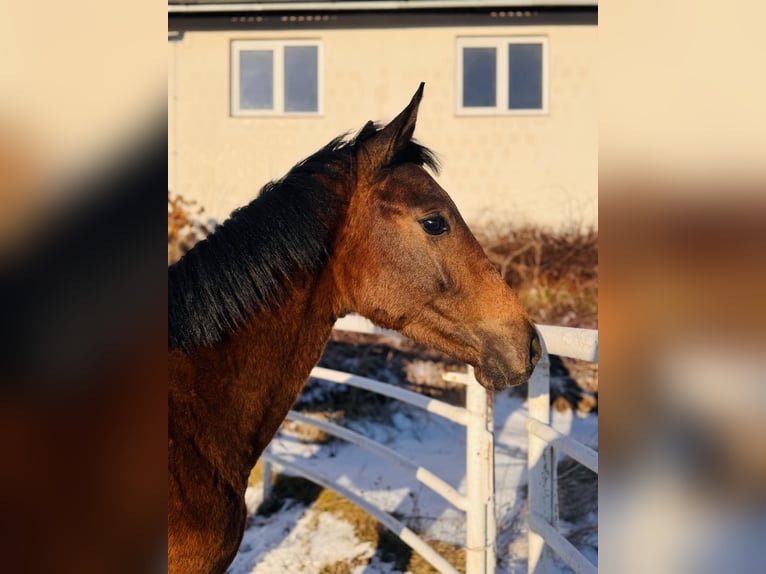 Zangersheide Klacz 1 Rok 168 cm Siwa in Łańcut