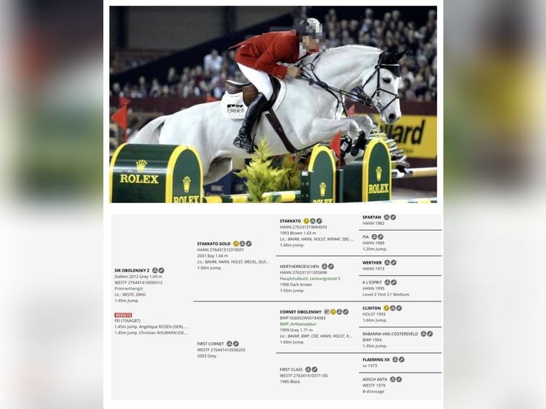 Zangersheide Klacz 1 Rok 168 cm Siwa in Łańcut