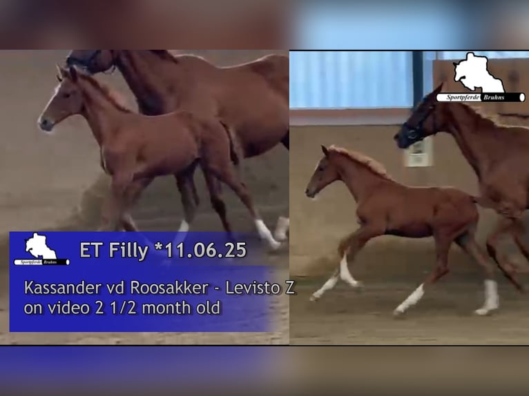 Zangersheide Klacz 1 Rok 168 cm Siwa in Seetz