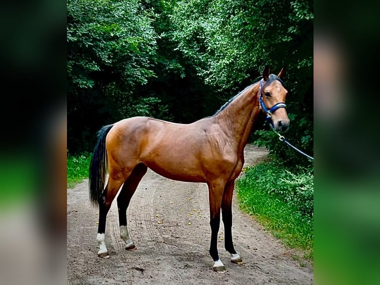 Zangersheide Klacz 1 Rok 170 cm Gniada in Brzyków