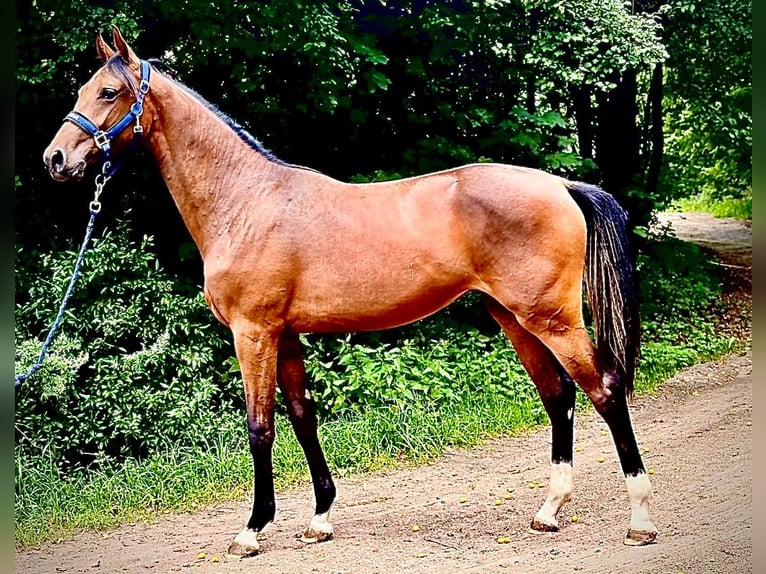 Zangersheide Klacz 1 Rok 170 cm Gniada in Brzyków