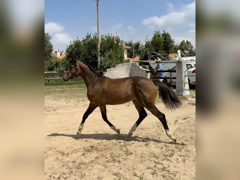 Zangersheide Klacz 1 Rok 170 cm Gniada in Murtosa