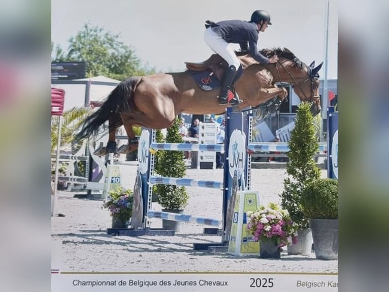 Zangersheide Klacz 1 Rok 170 cm Gniada in Liège