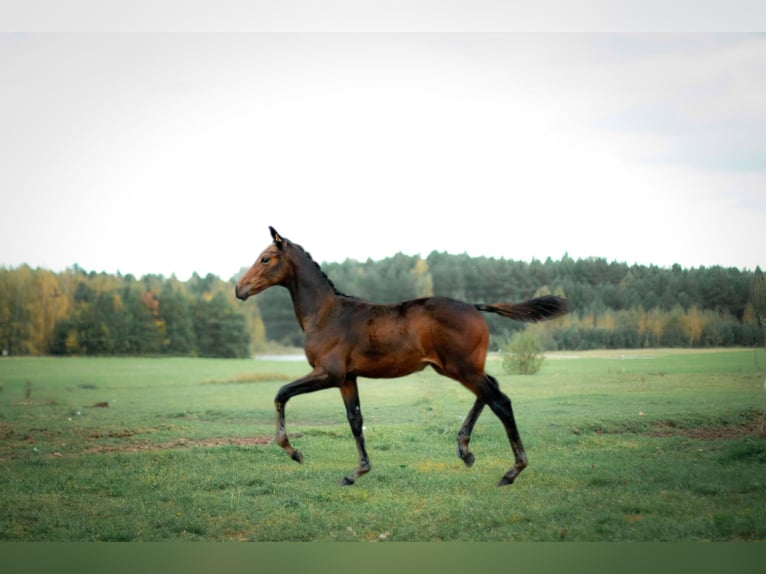 Zangersheide Klacz 1 Rok Ciemnogniada in Antoniów