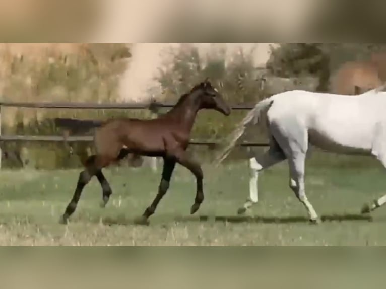 Zangersheide Klacz 1 Rok Gniada in Pepino