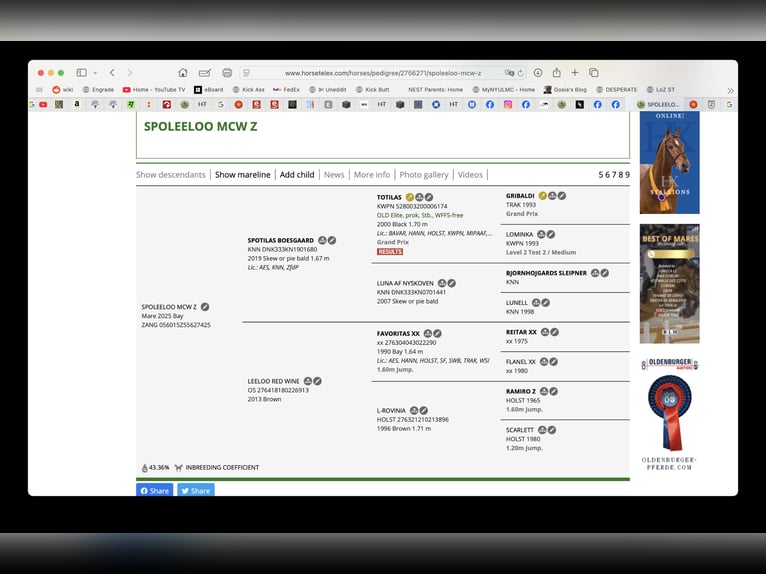 Zangersheide Klacz 1 Rok Gniada in Świetakowo