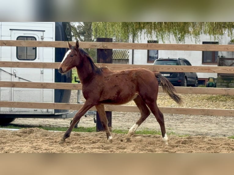 Zangersheide Klacz 1 Rok Gniada in Świetakowo