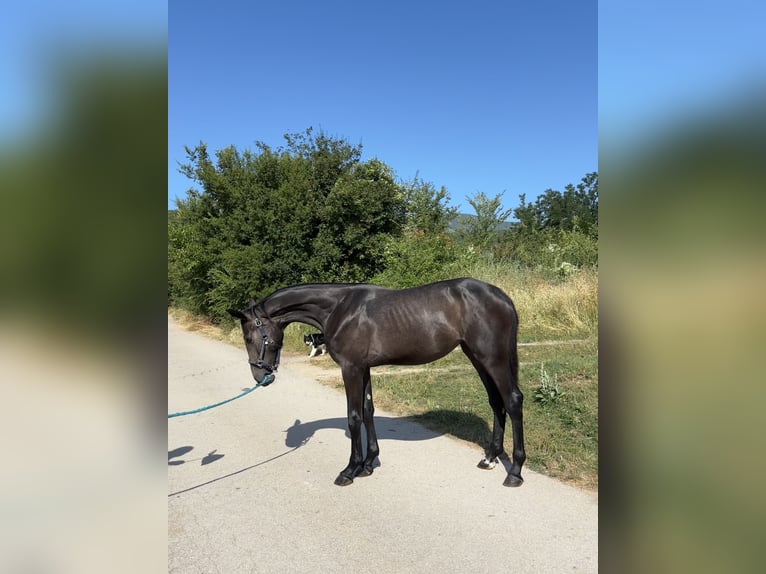Zangersheide Klacz 1 Rok Może być siwy in Sinj