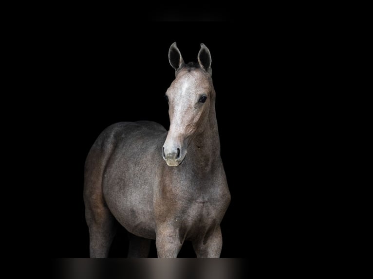 Zangersheide Klacz 1 Rok Siwa in Tök