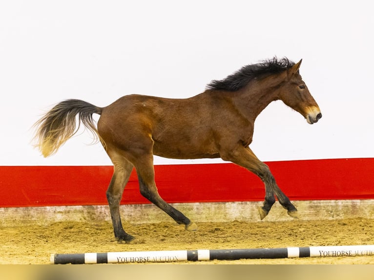 Zangersheide Klacz 2 lat 157 cm Gniada in Waddinxveen