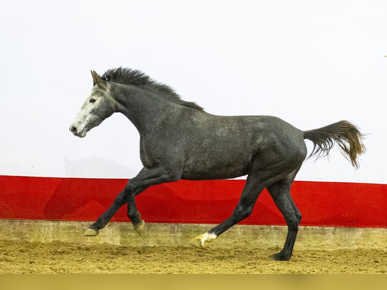 Zangersheide Klacz 2 lat 161 cm Siwa in Waddinxveen