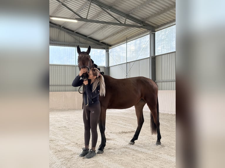 Zangersheide Klacz 2 lat 162 cm Gniada in Radziejów
