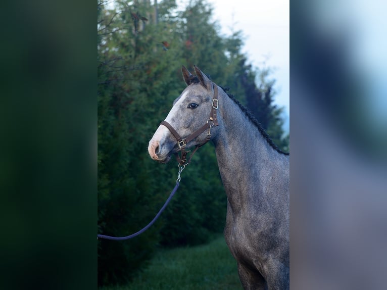 Zangersheide Klacz 2 lat 162 cm Siwa in Radziej&#xF3;w