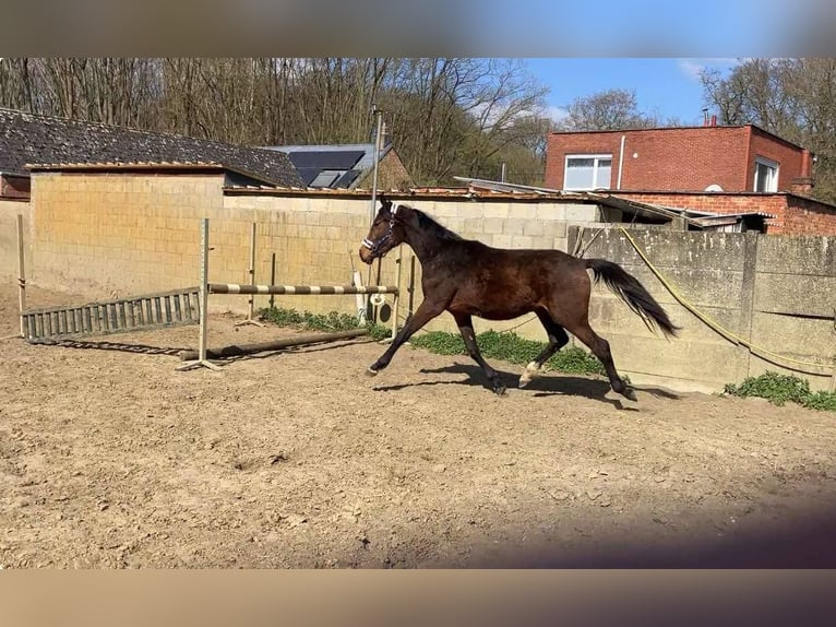 Zangersheide Klacz 2 lat 165 cm Gniada in Herenthout