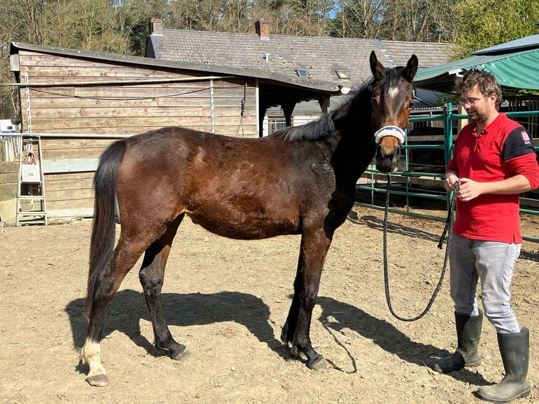 Zangersheide Klacz 2 lat 165 cm Gniada in Herenthout