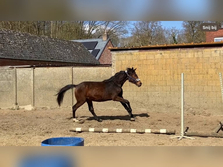 Zangersheide Klacz 2 lat 165 cm Gniada in Herenthout