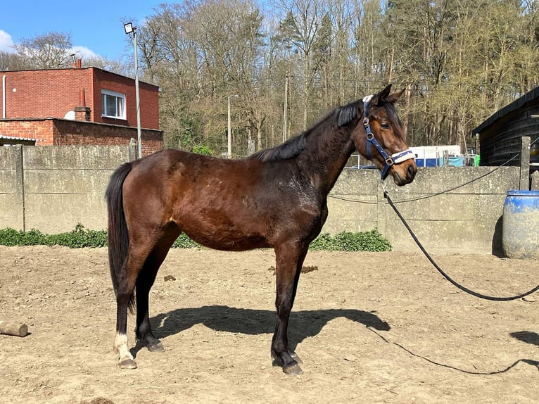 Zangersheide Klacz 2 lat 165 cm Gniada in Herenthout