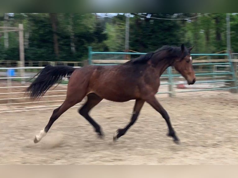 Zangersheide Klacz 2 lat 165 cm Gniada in Herenthout